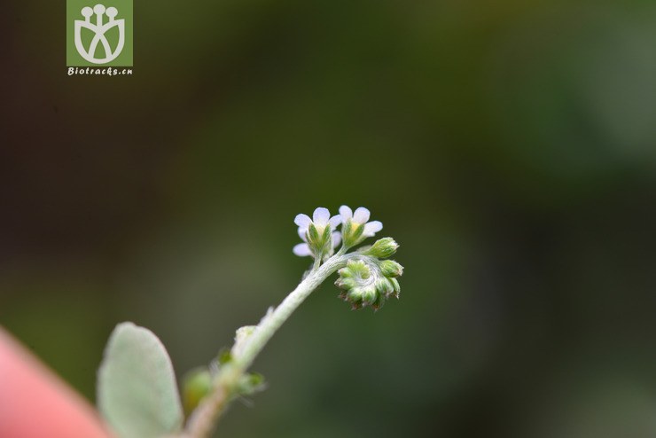 附地菜(trigonotis peduncularis(5.