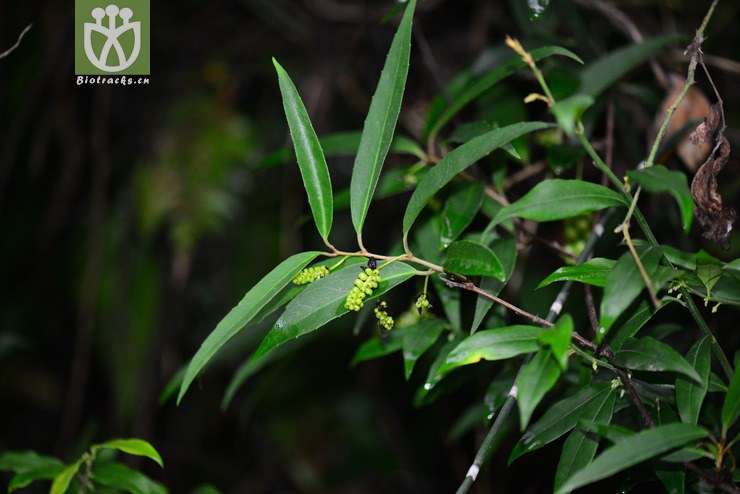 铁箍散(schisandra propinqua subsp sinensis(27.jpg