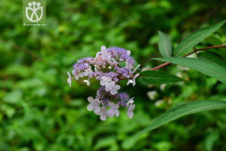 蜡莲绣球(hydrangea strigosa(8.jpg 相邻时间拍摄的照片 张