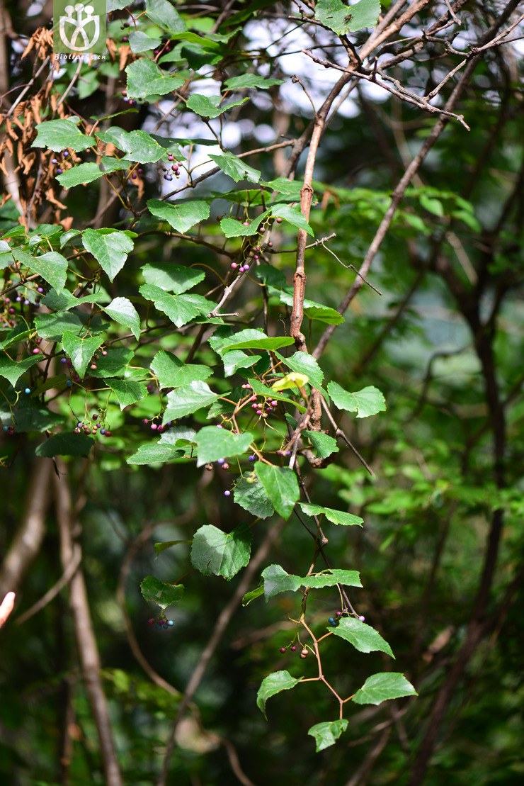 蓝果蛇葡萄(ampelopsis bodinieri) (4).