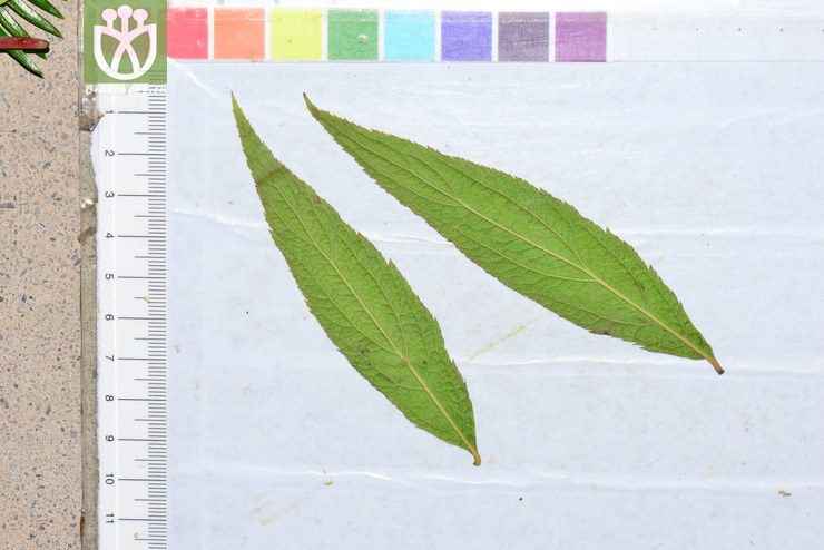 渐尖叶粉花绣线菊(spiraea japonica var. acuminata) (23).