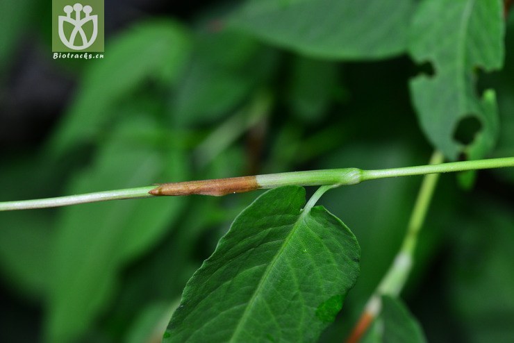 中华抱茎蓼(polygonum amplexicaule var sinense(2.