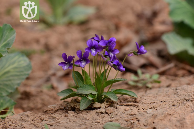 早开堇菜(viola prionantha(34.jpg 相邻时间拍摄的照片 张