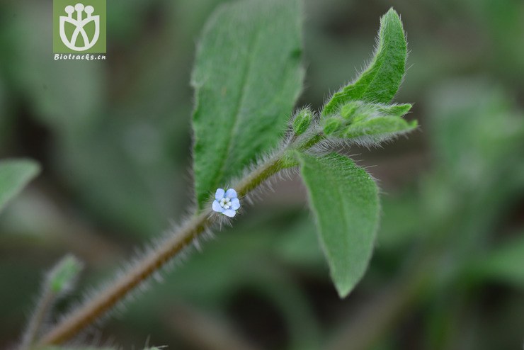 弯齿盾果草(thyrocarpus glochidiatus) (1).