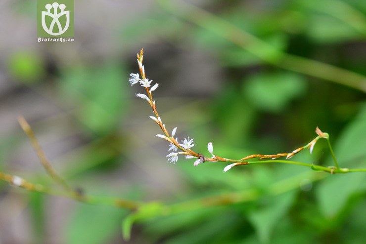 中华抱茎蓼(polygonum amplexicaule var sinense(1.