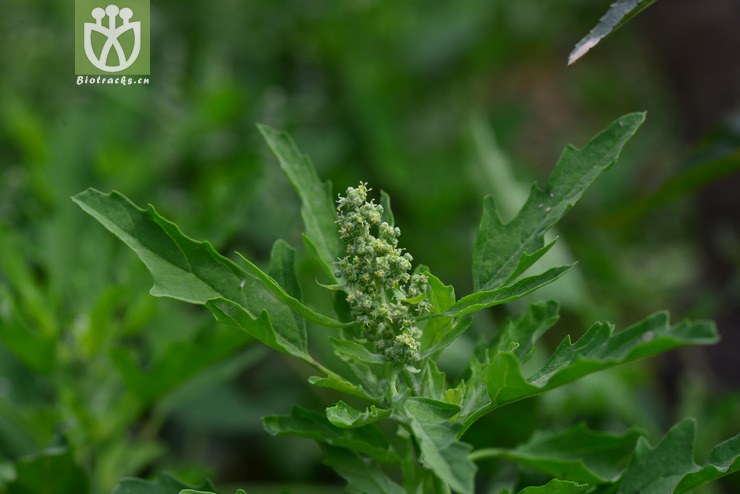 小藜(chenopodium ficifolium(2.jpg 相邻时间拍摄的照片 张