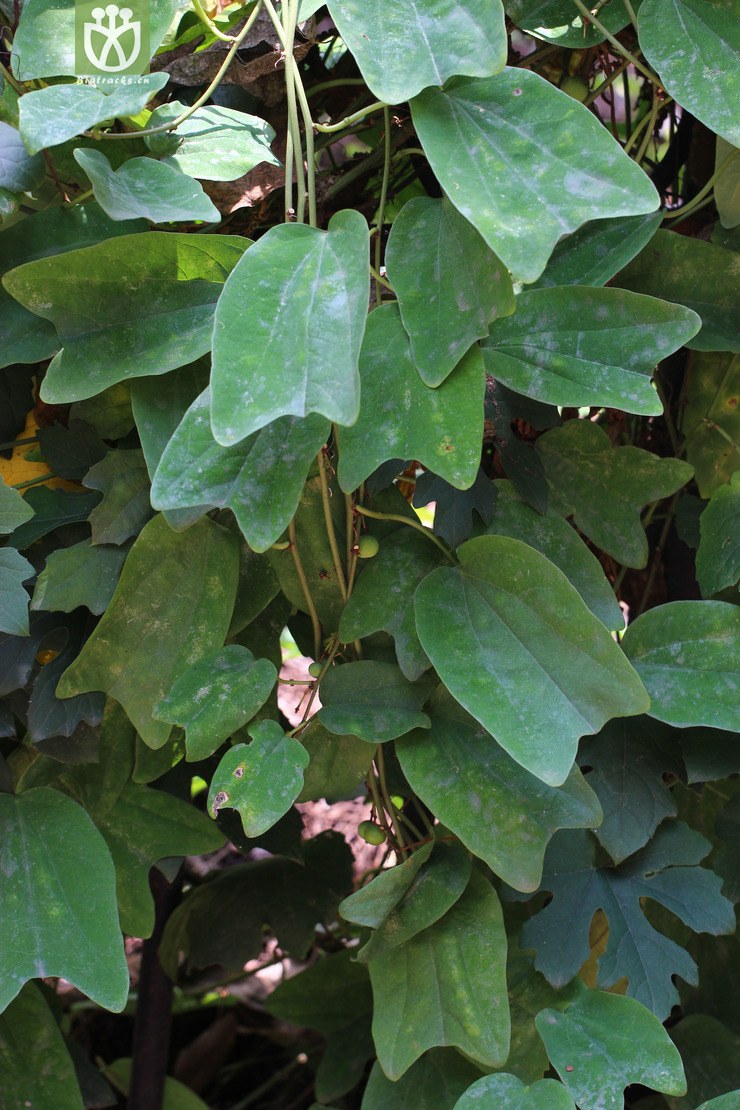 杯叶西番莲(passiflora cupiformis) (0).