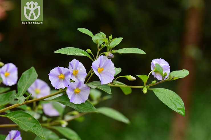 lycianthes rantonnei蓝花茄(2.jpg 相邻时间拍摄的照片 张