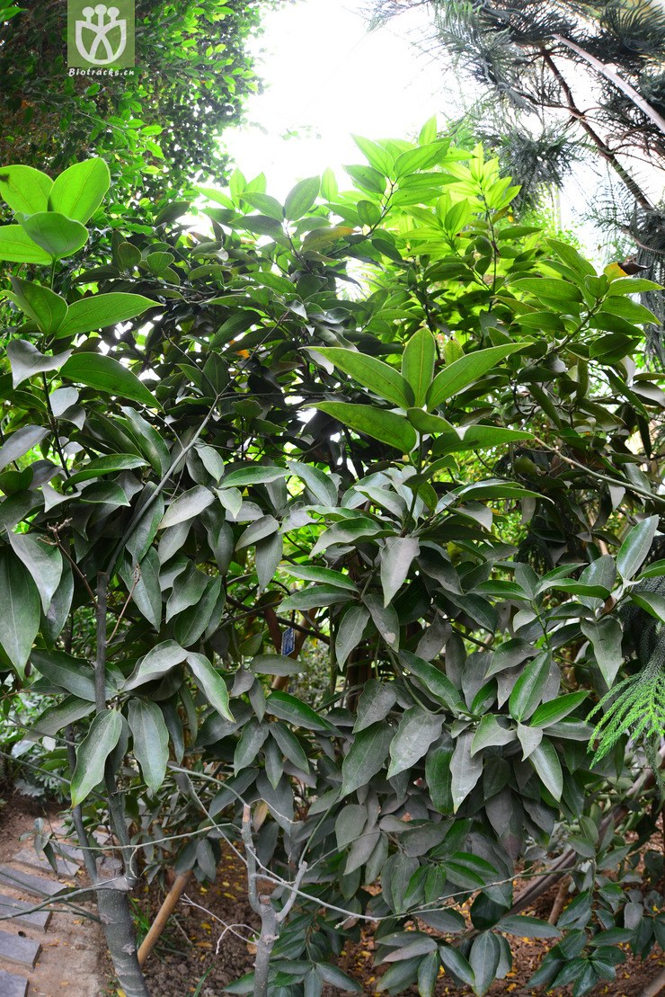 兰屿肉桂(cinnamomum kotoense(0.jpg 相邻时间拍摄的照片 张