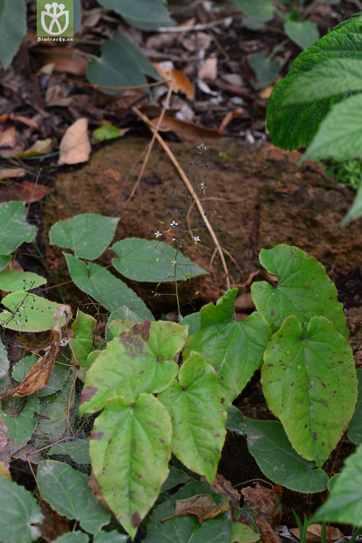 三枝九叶草(epimedium sagittatum) (0).