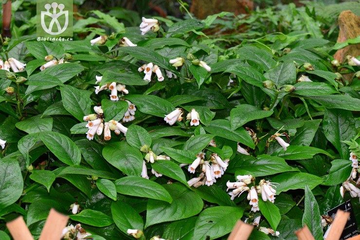 降龙草(hemiboea subcapitata) (6).