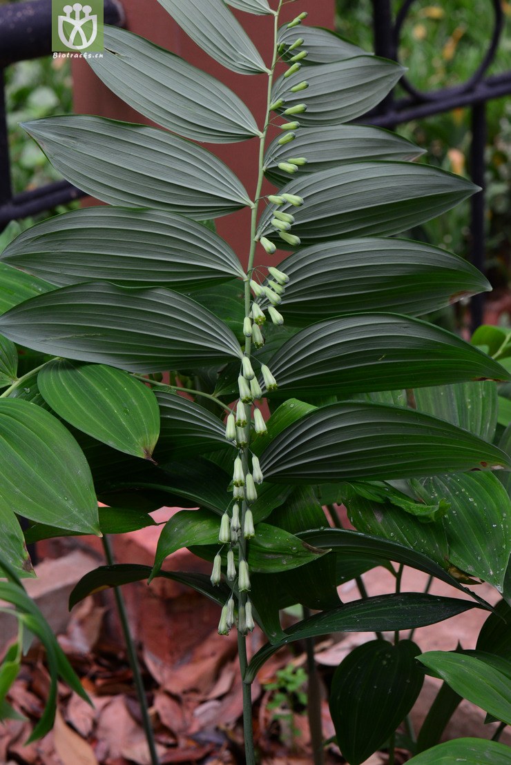 多花黄精(polygonatum cyrtonema) (0).