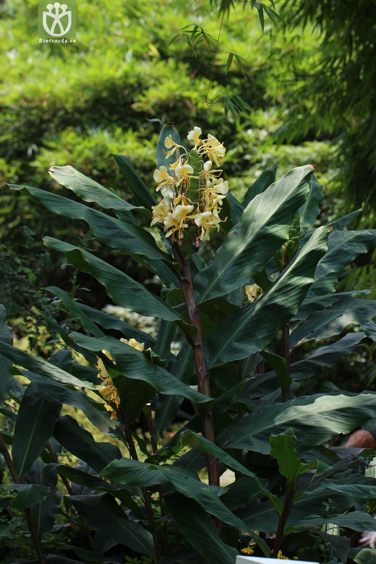 黄姜花(hedychium flavum) (4).jpg 相邻时间拍摄的照片      张