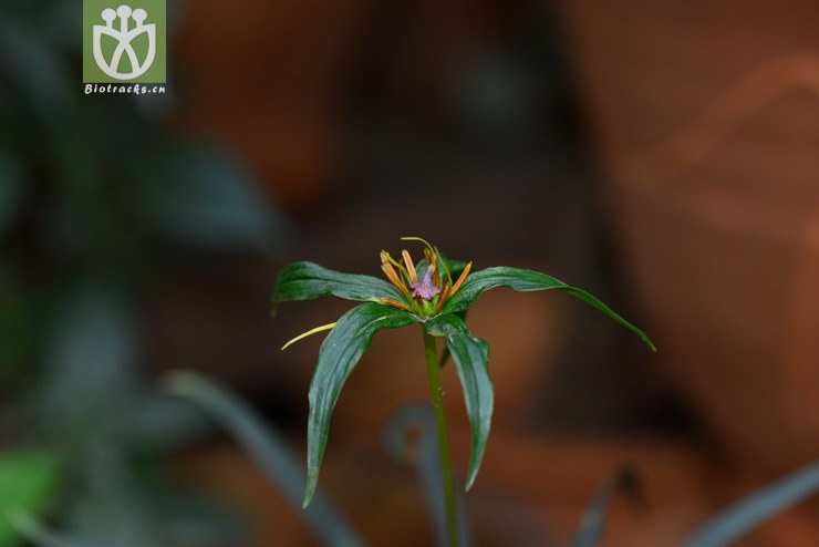 狭叶重楼(paris polyphylla var stenophylla(1.