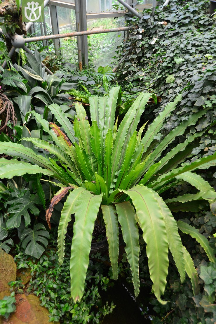 巢蕨(neottopteris nidus) (2).jpg 相邻时间拍摄的照片      张