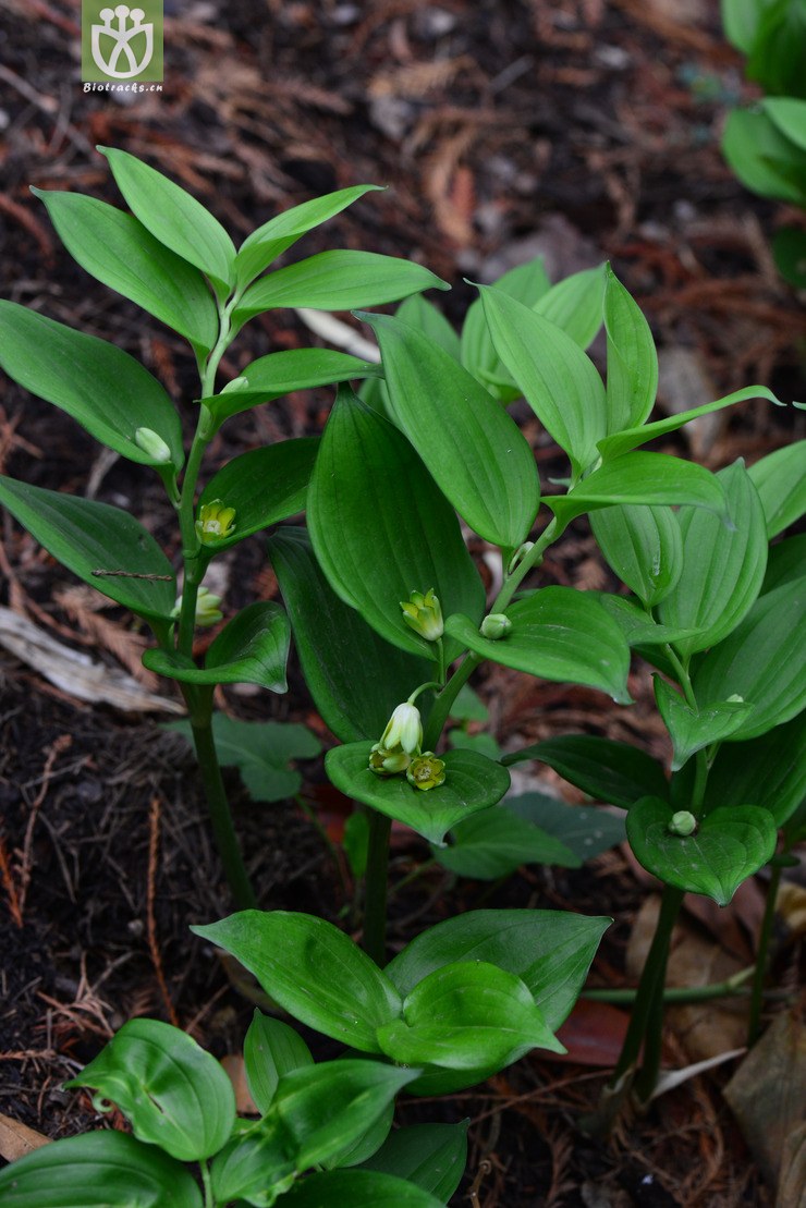 深裂竹根七(disporopsis pernyi) (14).