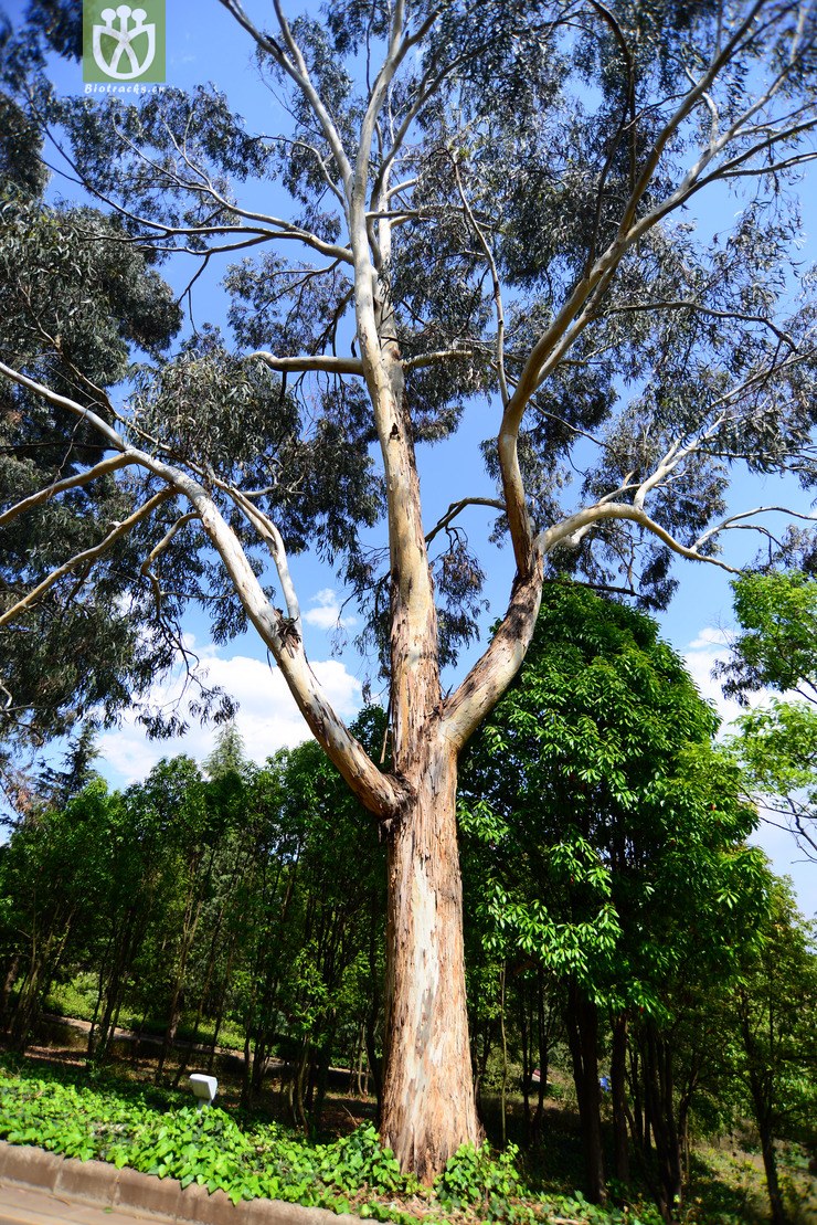 蓝桉(eucalyptus globulas) (1).jpg 相邻时间拍摄的照片      张