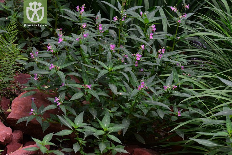 滇水金凤(impatiens uliginosa(0.jpg 相邻时间拍摄的照片 张