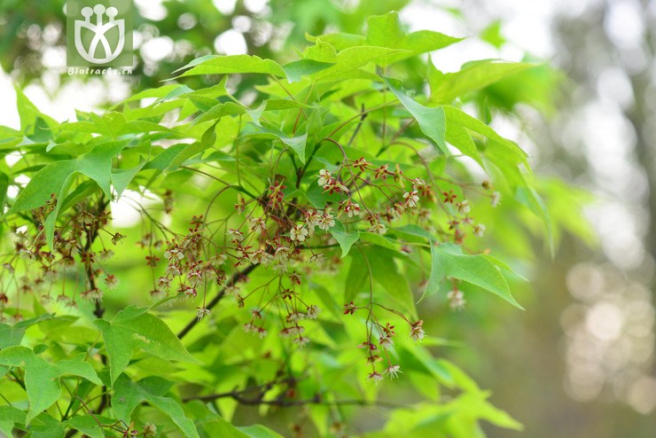 五裂槭(acer oliverianum) (5).jpg 相邻时间拍摄的照片      张