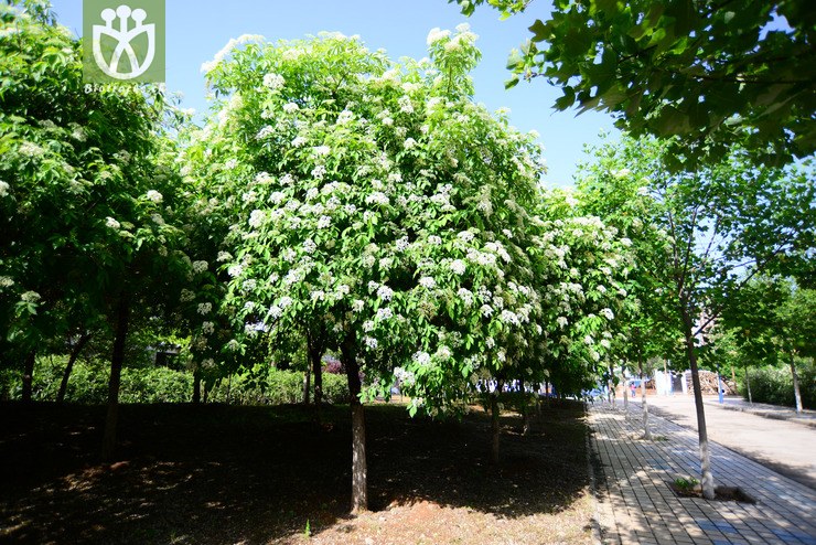 西洋接骨木(sambucus nigra(14.jpg 相邻时间拍摄的照片 张