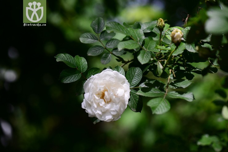 白花重瓣玫瑰(rosa rugosa f. albo-plena) (1).