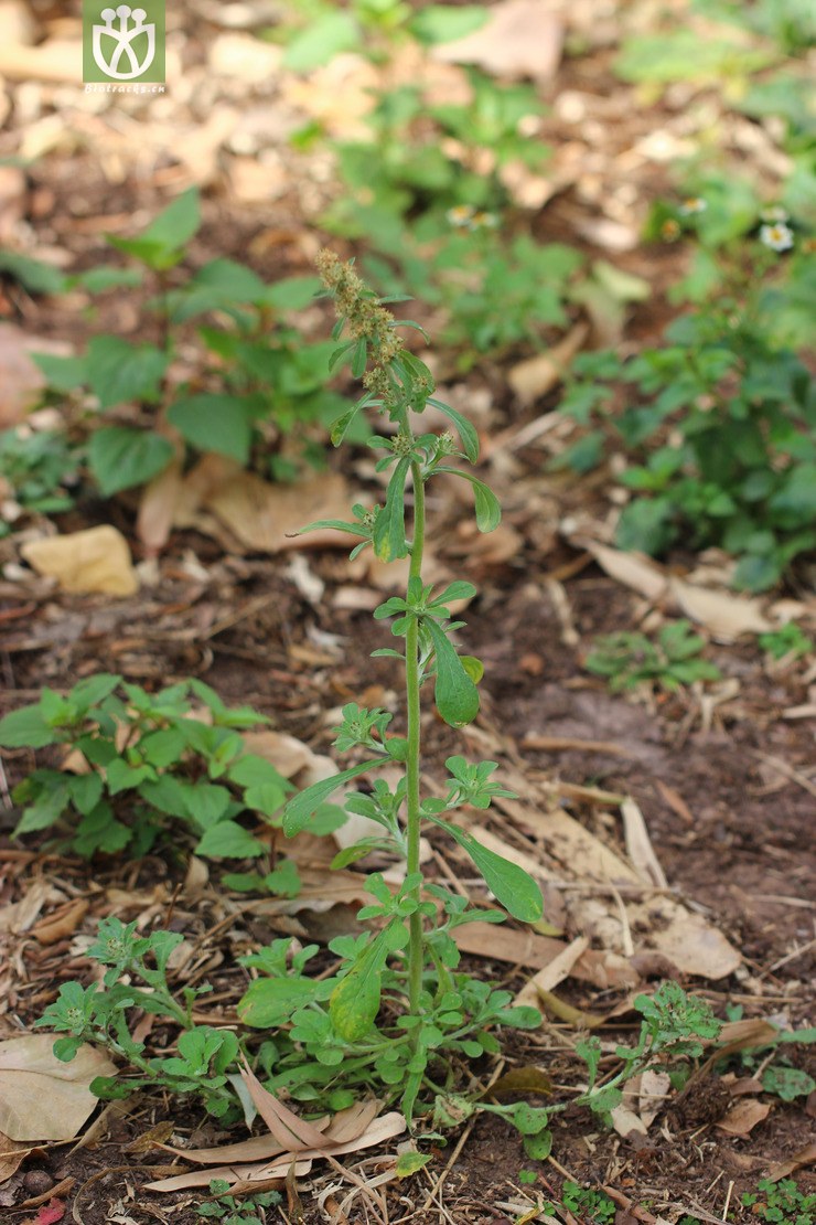 匙叶鼠麴草(gnaphalium pensylvanicum) (1).