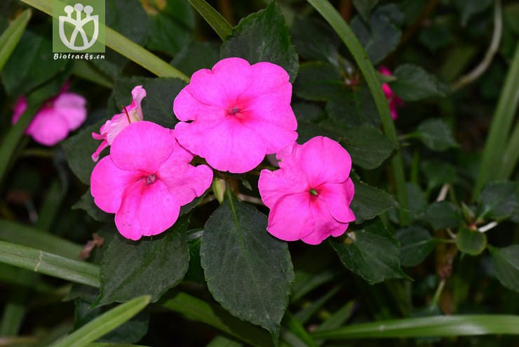 苏丹凤仙花(impatiens walleriana(2.