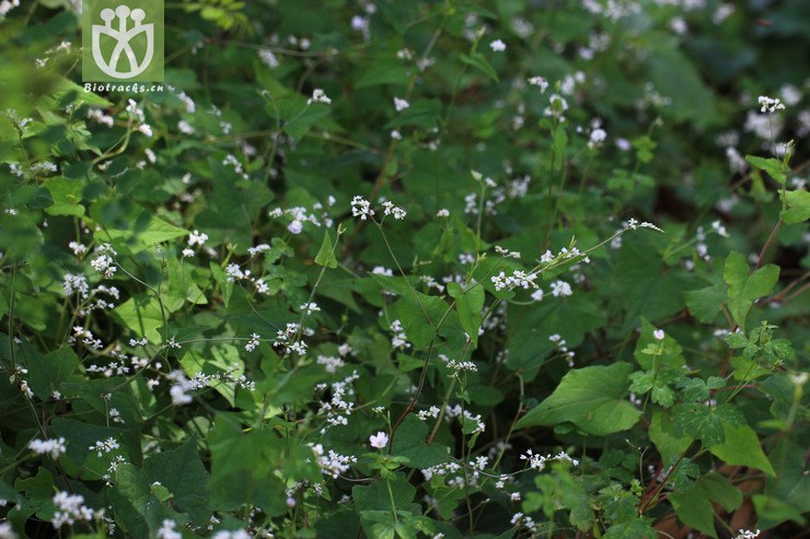 细柄野荞麦(fagopyrum gracilipes) (0).