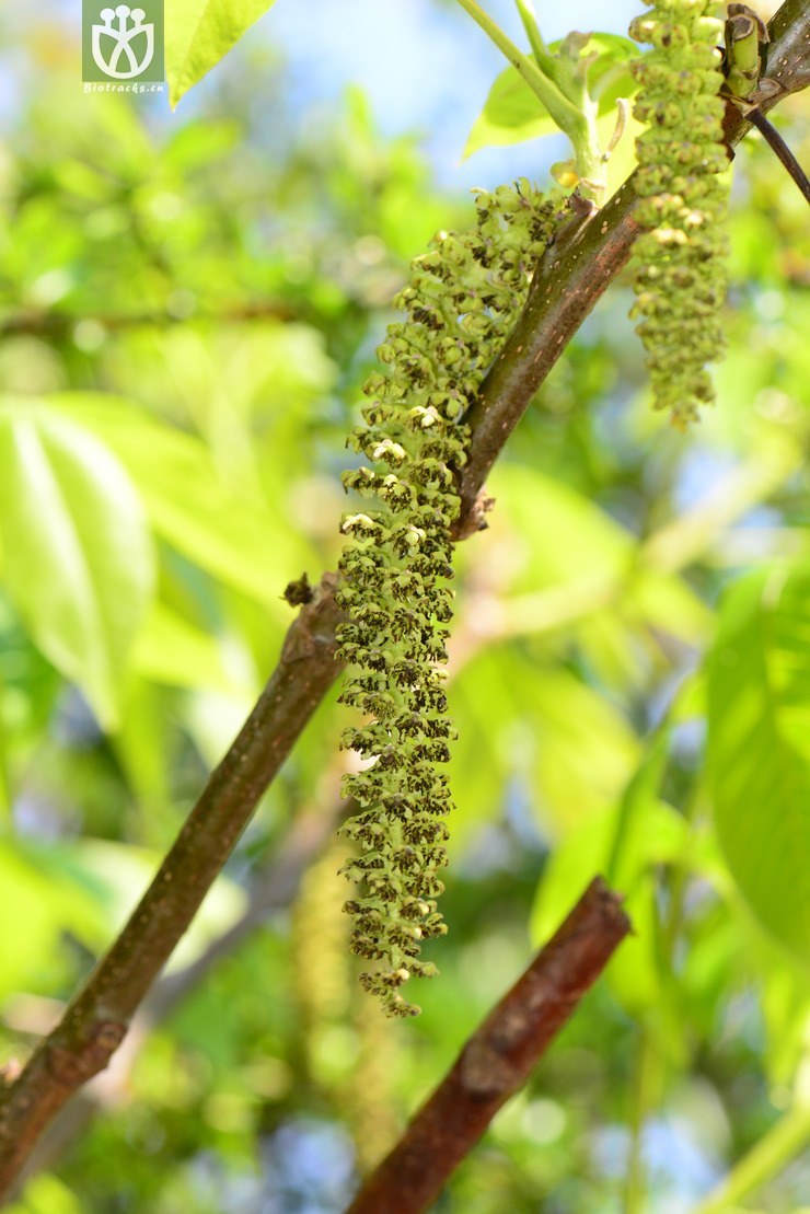 胡桃(juglans regia) (1).jpg 相邻时间拍摄的照片      张