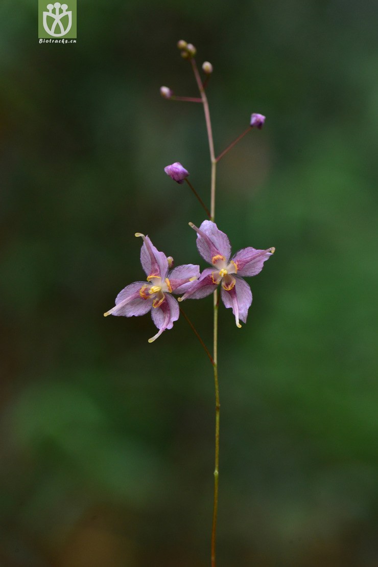 粗毛淫羊藿(epimedium acuminatum) (1).