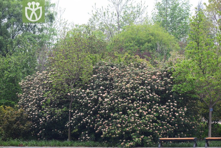 皱叶荚蒾(viburnum rhytidophyllum(2.jpg