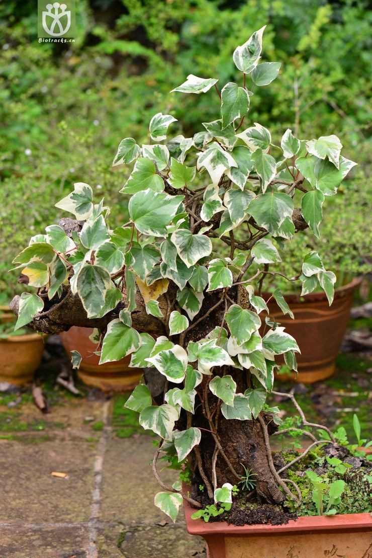 洋常春藤(hedera helix) (1).jpg 相邻时间拍摄的照片      张