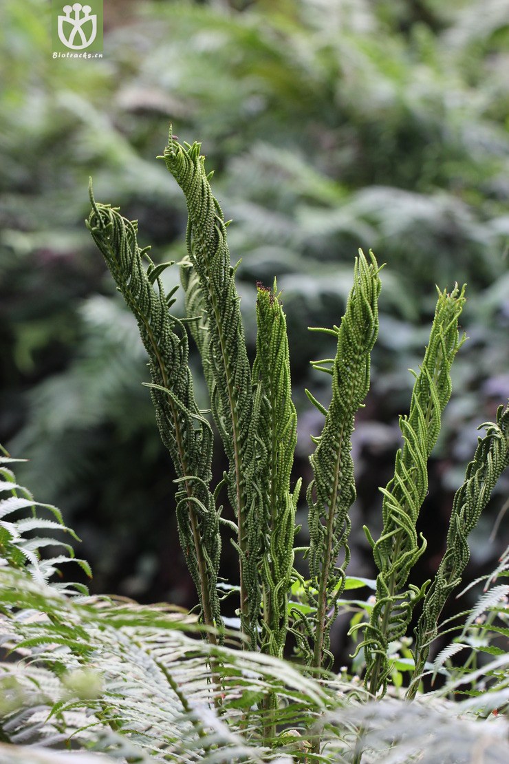荚果蕨(matteuccia struthiopteris(0.