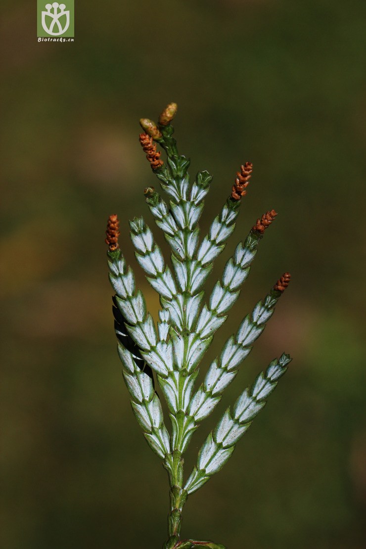 福建柏(fokienia hodginsii) (5).jpg 相邻时间拍摄的照片      张