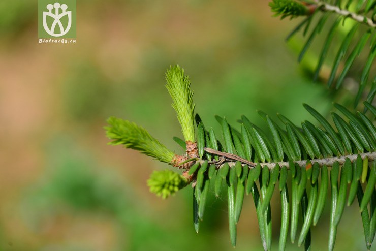 秦岭冷杉(abies chensiensis) (5).jpg 相邻时间拍摄的照片      张