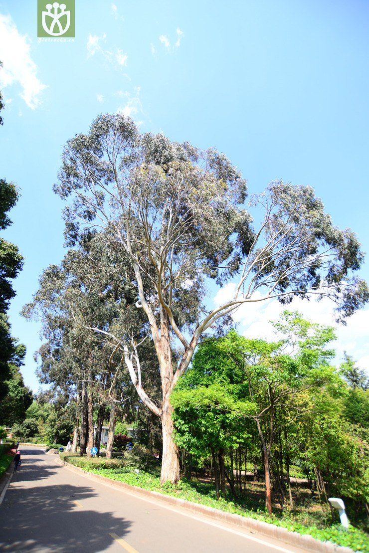 蓝桉(eucalyptus globulas(0.jpg 相邻时间拍摄的照片 张