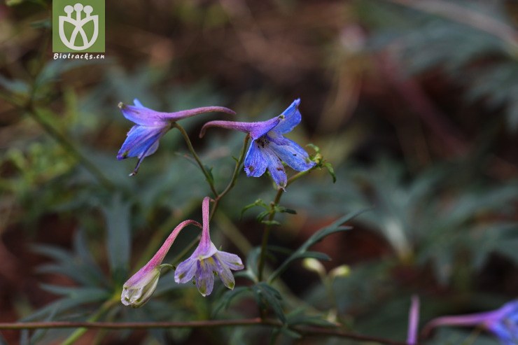 ȸ(delphinium) (0).jpg