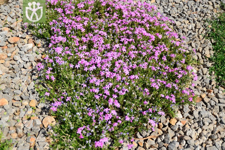 针叶天蓝绣球(phlox subulata) (0).jpg 相邻时间拍摄的照片     张