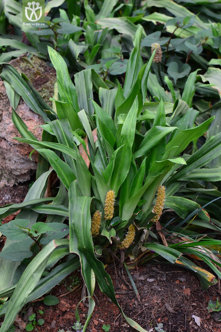 开口箭(campylandra chinensis) (4).