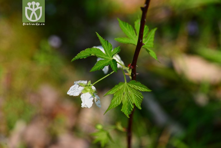 掌叶覆盆子(rubus chingii) (2).jpg 相邻时间拍摄的照片      张