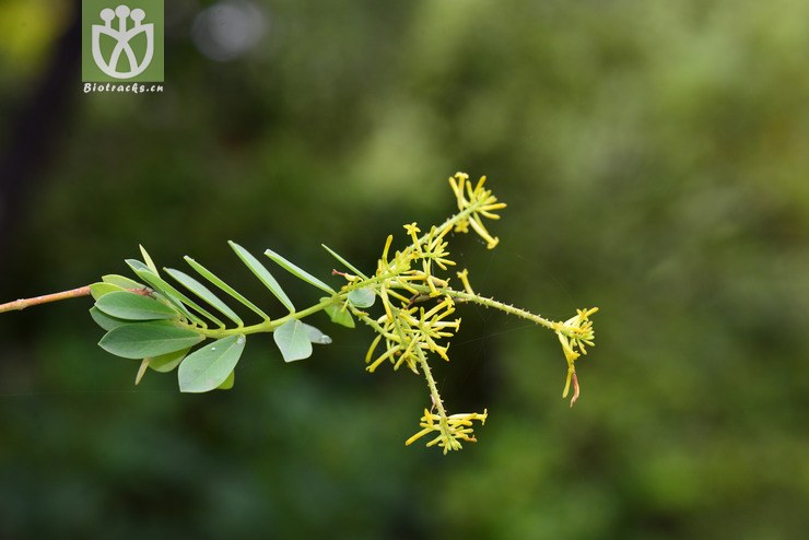 澜沧荛花(wikstroemia delavayi(1.