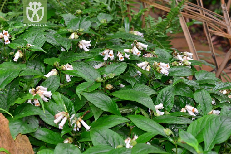 降龙草(hemiboea subcapitata) (5).