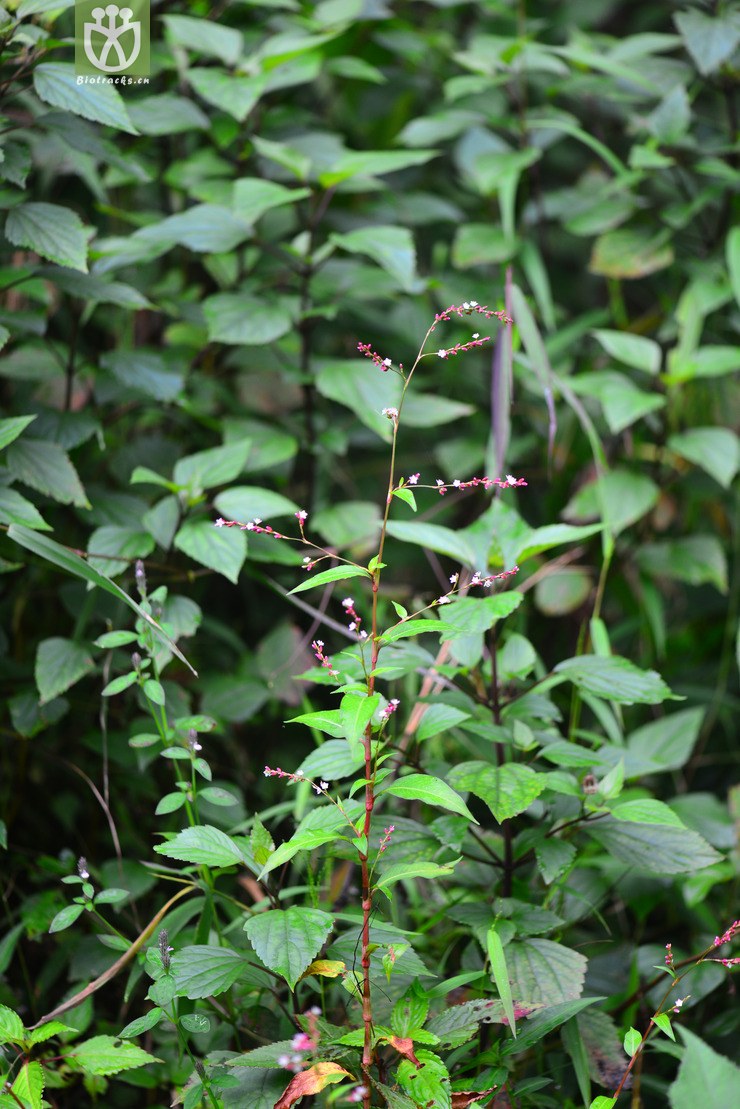 伏毛蓼(polygonum pubescens(0.jpg 相邻时间拍摄的照片 31张