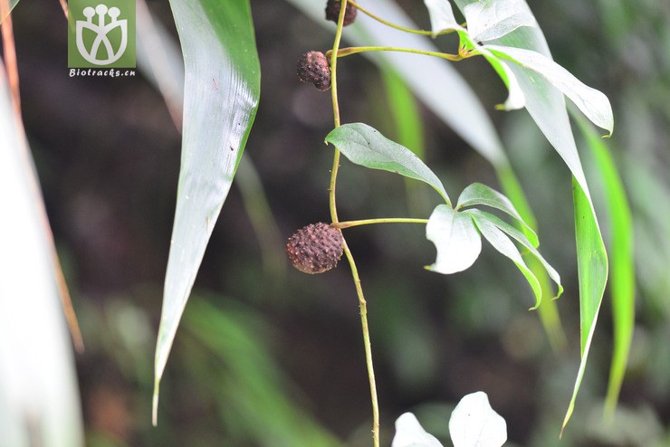 薯蓣属(dioscorea) (0).jpg 相邻时间拍摄的照片      张