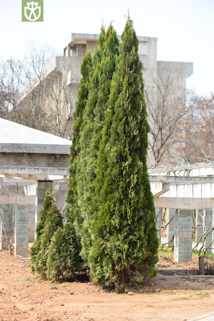 日本花柏(chamaecyparis pisifera) (0).