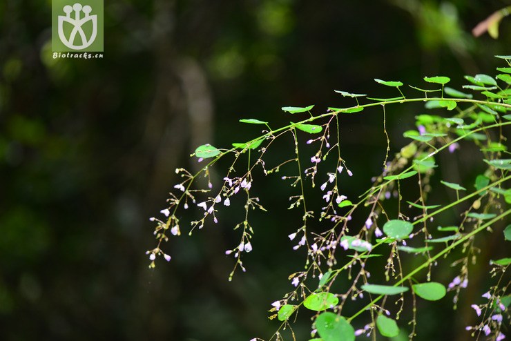 肾叶山蚂蝗(desmodium renifolium(2.