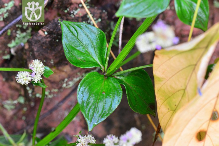 长节耳草(hedyotis uncinella(6.jpg 相邻时间拍摄的照片 张