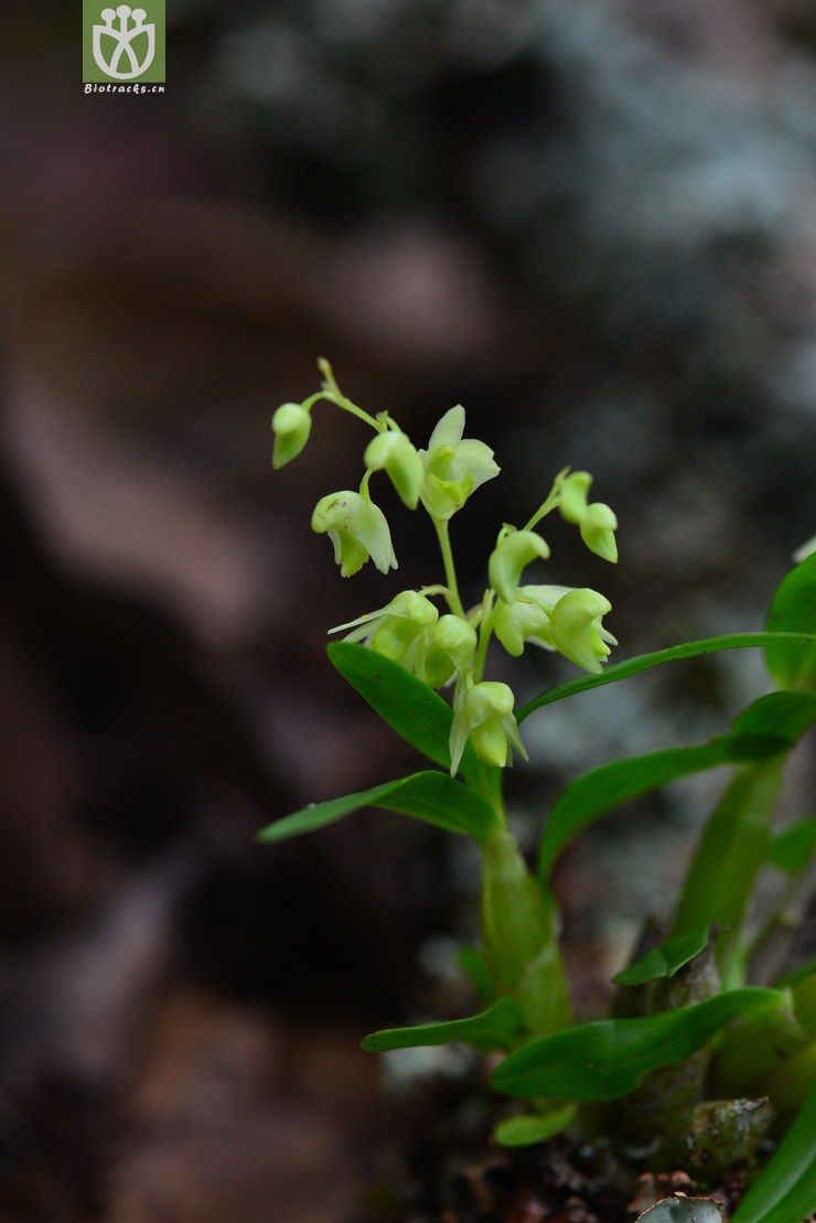 勐海石斛(dendrobium minutiflorum) (19).