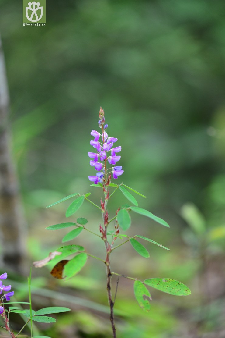 假地豆(desmodium heterocarpon) (1).