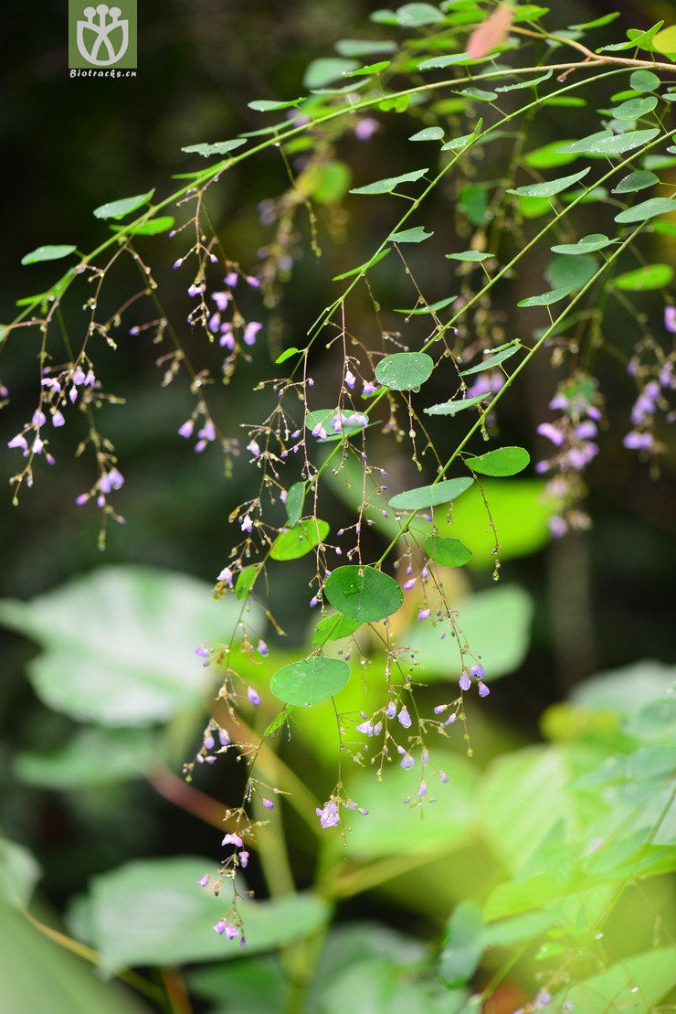 肾叶山蚂蝗(desmodium renifolium) (6).